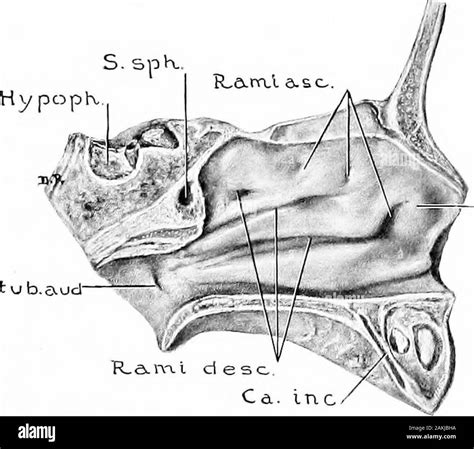 Sagittal sections Cut Out Stock Images & Pictures - Alamy