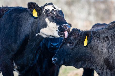 Angus Cattle: Key Characteristics and Benefits for Modern Farming