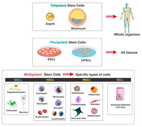 Neuroligic Applications For Stem Cell Code Icd-10