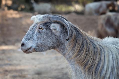 Premium Photo | Goat with long gray hair israel