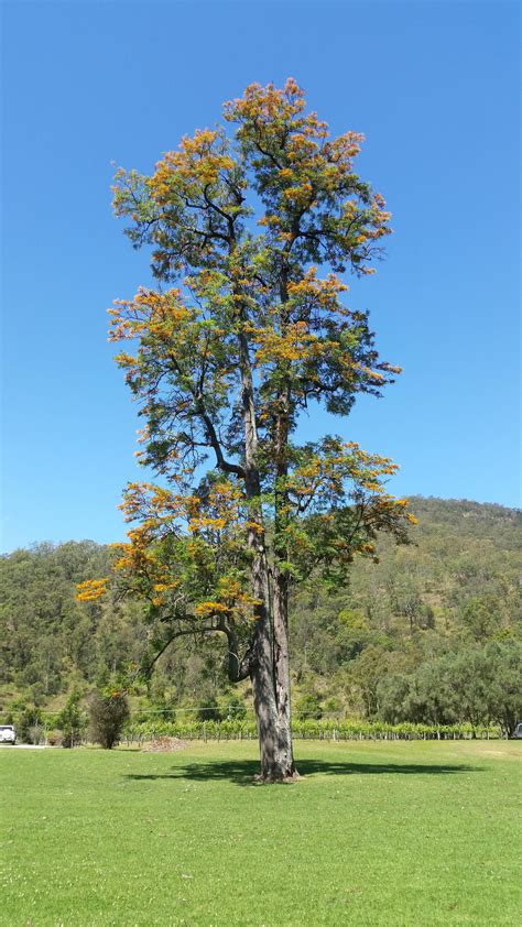 Grevillea robusta - Silky Oak - Not your average Grevillea - Canungra SE Qld : australianplants