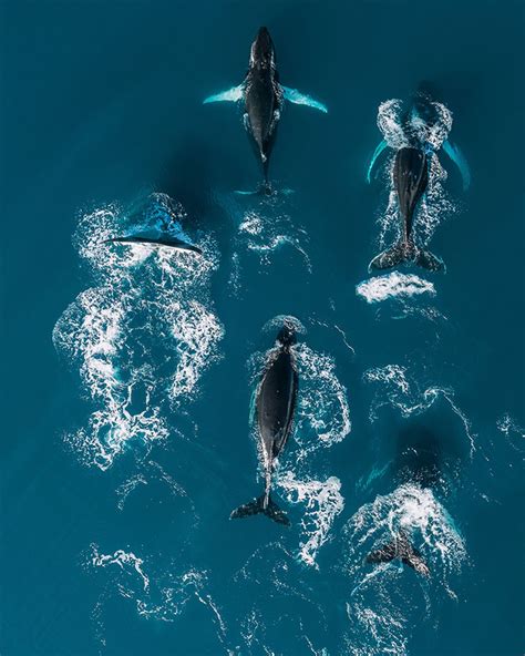 Pod of Dolphins | WonderWallStudio.com