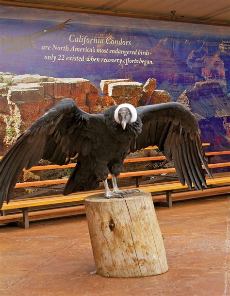 Condor Encounter Live Bird Show | Visitor Center Grand Canyon