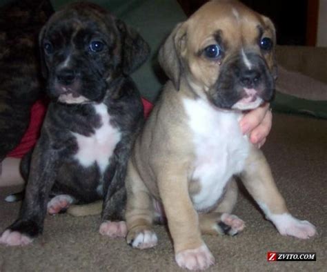 boxer/mastiff mix pups!! Russ found some for sale!!!! Eeeekkkkkk | Boxer mix puppies, Pitbull ...