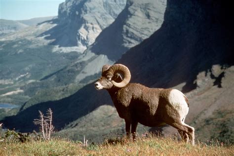 Bighorn Sheep Free Stock Photo - Public Domain Pictures