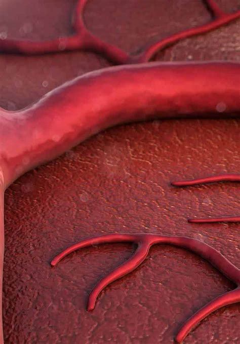 Drug Induced Cardiotoxicity: Mechanism, Prevention and Management ...