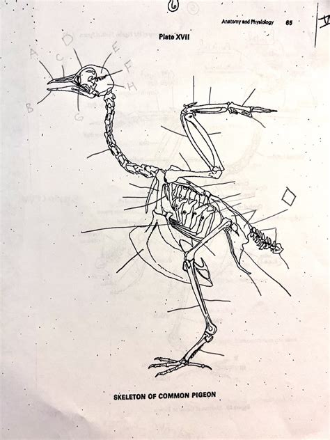 Pigeon Skeleton Diagram BIO 377 Diagram | Quizlet