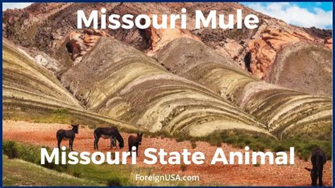 Missouri State Symbols Explained - Foreign USA