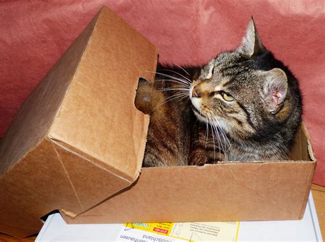 Free Images : animal, pet, kitten, box, whiskers, tiger, vertebrate, cardboard, mieze, cat face ...