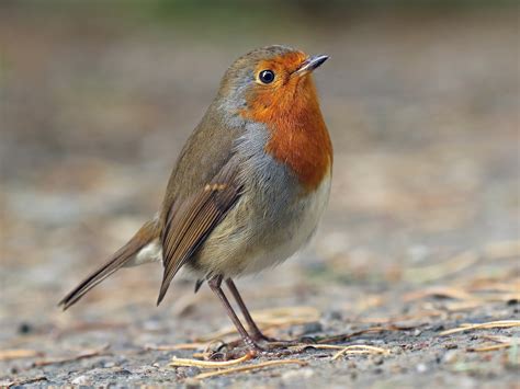 The European Robin: A Symbol of Love and Loyalty (Video)