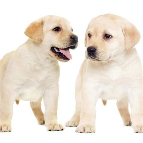 Labrador Puppy Training Schedule: What to Teach Month by Month – World ...