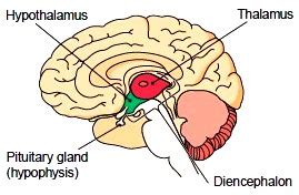 Diencephalon - -Human Anatomy & Physiology-