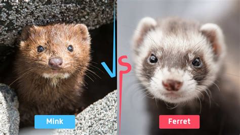 Mink vs Ferret | Petlife