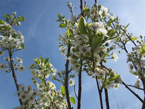 My Cleveland Pear Tree blooming. | Flowers nature, Bloom, Pear trees