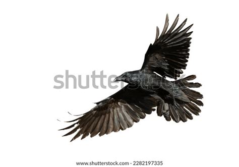 17,071 Raven Flying Images, Stock Photos, 3D objects, & Vectors ...