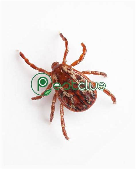 How To Get Rid Of Ticks In House | Pestclue