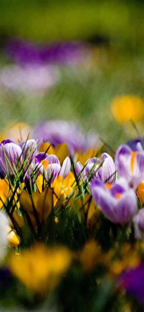 Wallpaper Purple and yellow crocuses, spring 2880x1800 HD Picture, Image