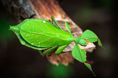 How Do Animals Use Camouflage in Nature?