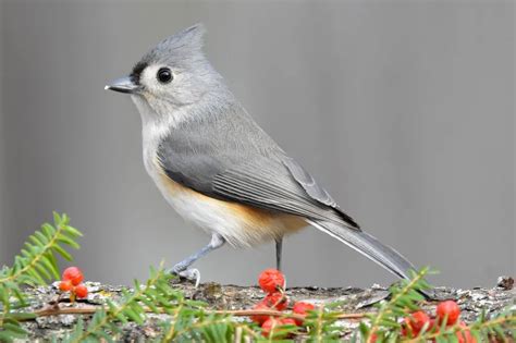 Common Texas Backyard Birds & How to Tell Them Apart | BirdingLocations