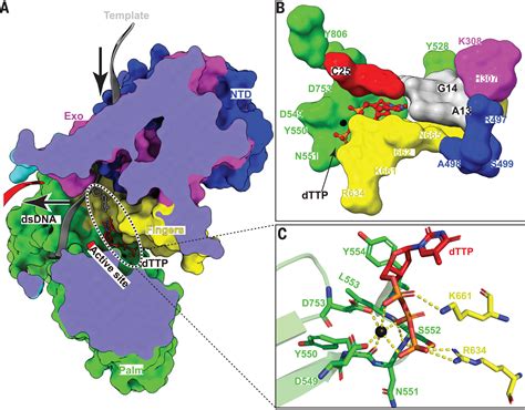 Structure of monkeypox virus DNA polymerase holoenzyme | Science