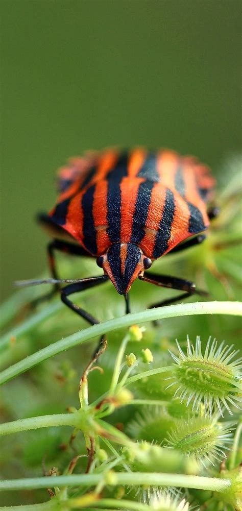 About Wild Animals: Picture of a shield bug | Pictures of insects, Shield bugs, Macro ...