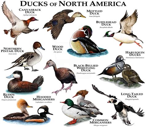 Ducks of North America Poster Print - Etsy