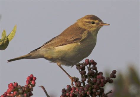 Species of UK: Week 56: Willow Warbler ('Phylloscopus trochilus')