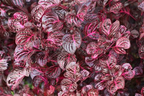 Beautiful Red Blood Leaf Ornamental Plants Stock Photo - Image of ...