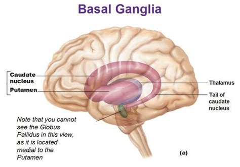 Cerebral White Matter and Gray Matter and Basal Ganglia | Basal ganglia, Brain anatomy and ...