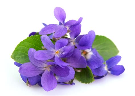 Blue Violet Flower Meaning | Best Flower Site