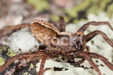 Wolf Spider With Eggs, Extreme Close-Up Stock Photo | Royalty-Free ...