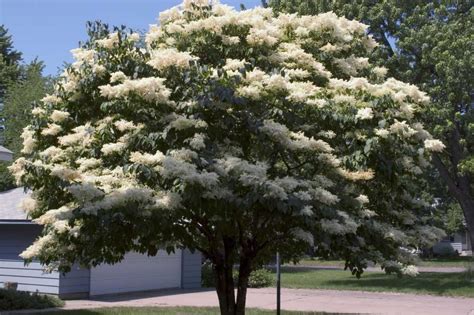 Snowdance™ Japanese Tree Lilac – Wilson Nurseries