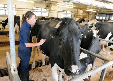 A day in the life of a large-animal veterinarian | Local News | lancasteronline.com