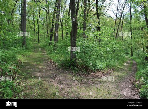 Two paths fork forest hi-res stock photography and images - Alamy