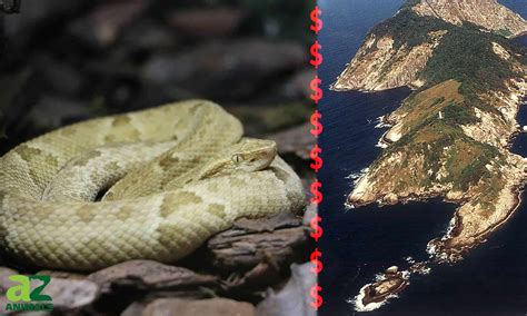 The $30,000 Snake: Why Modern-Day Pirates Risk Death to Sneak Onto “Snake Island” - A-Z Animals