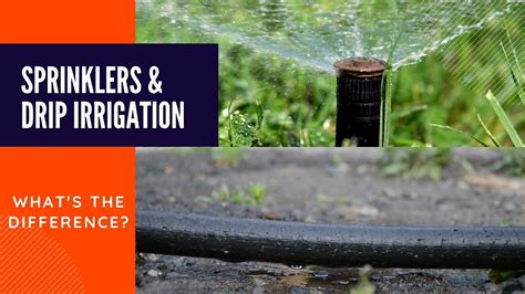 Sprinkler and drip irrigation ⁠— what's the difference? - YouTube