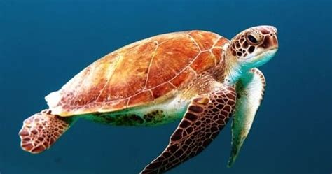 DeepMind and the sea turtle conservation challenge | AI Business