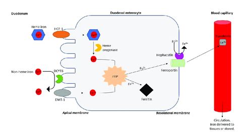 Iron absorption in the body. This can be in the form of heme or... | Download Scientific Diagram