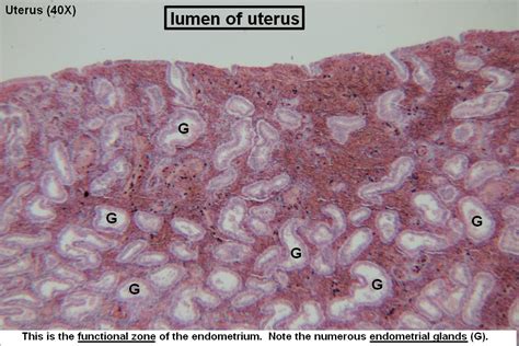 Uterus – Tutorial – Histology Atlas for Anatomy and Physiology