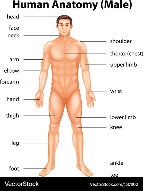 Human Being Body Parts