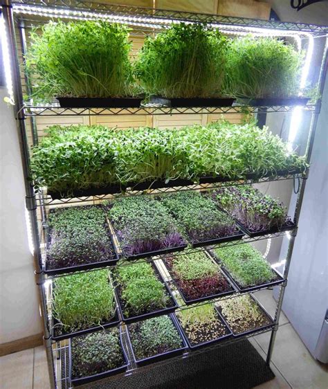 Microgreen Growing System MG48 | Indoor vegetable gardening, Vertical herb garden, Hydroponic ...