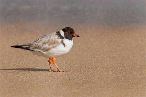 Volunteers patrol beaches to save the critically endangered hooded plover