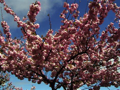 Vivero Pilmaiquen, Todo lo que necesita para su jardín, Cerezo de flor o cerezo de japon ...