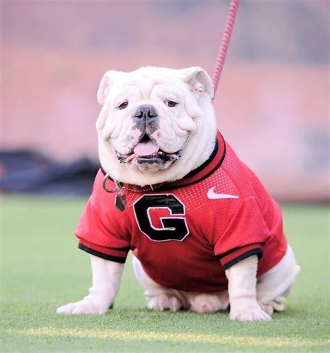 Uga VII, Georgia Bulldogs mascot. | Georgia bulldogs, Georgia bulldog mascot, Bulldog mascot