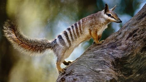 Numbat Australia – Bing Wallpaper Download