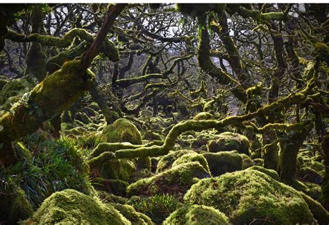 Wistman's Wood walk, Devon - Countryfile.com