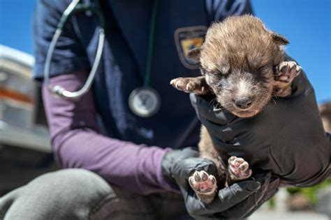 We just can't resist these Mexican wolf pups : r/wolves