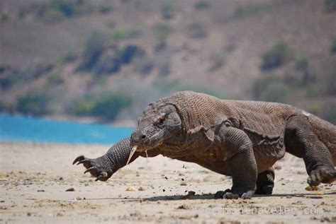 Visiting the Komodo Dragon of Indonesia