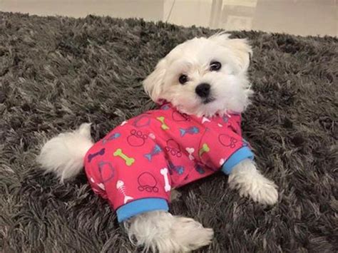 29 best Maltese Dog Outfits images on Pinterest | Maltese puppies, Dogs and Maltese dogs