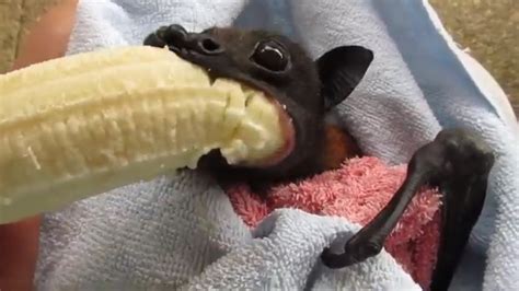 Do bats eat bananas? – Life Set Go